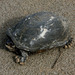 Sonoran Mud Turtle - Photo (c) showmejoe, some rights reserved (CC BY-NC-SA), uploaded by showmejoe