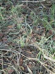 Senecio quadridentatus