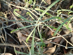 Senecio quadridentatus