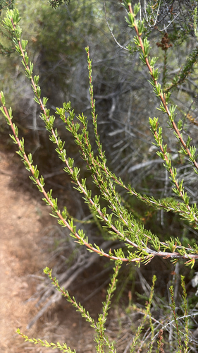 iNaturalist observation photo of chamise