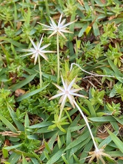 Chevreulia acuminata