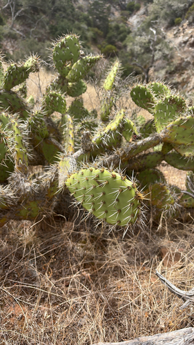 iNaturalist observation photo of Coastal Pricklypear