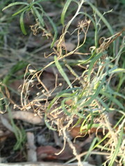 Senecio quadridentatus
