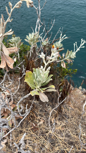 iNaturalist observation photo of Island hazardia