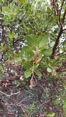 iNaturalist observation photo of island manzanita