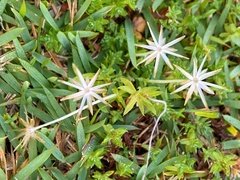 Chevreulia acuminata
