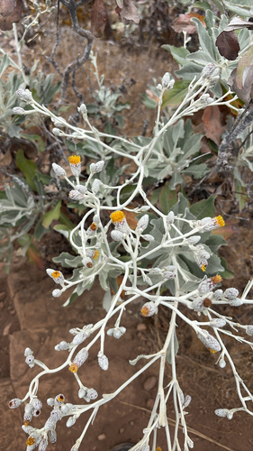 iNaturalist observation photo of Island hazardia