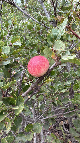 iNaturalist observation photo of California Gall Wasp