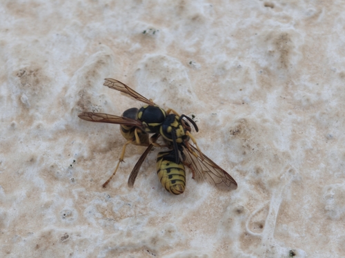 German Yellowjacket