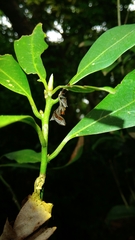 Fascellina chromataria