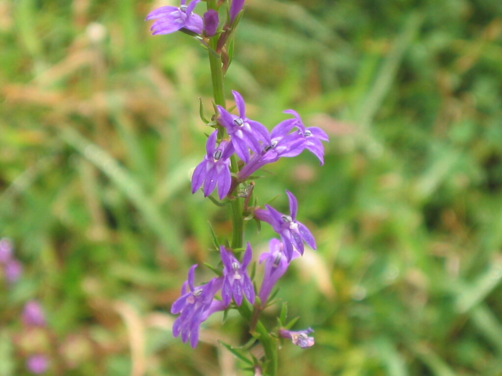 Heath lobelia (Lobelia urens)