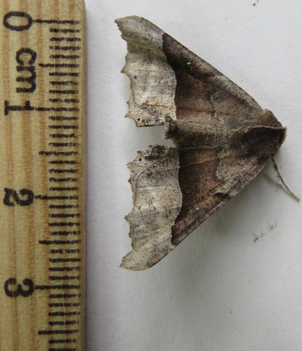 Honest Pero Moth and Allies photo 3