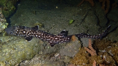 Atelomycterus erdmanni