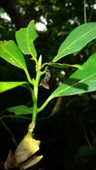 Fascellina chromataria