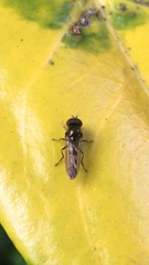 Syrphinae