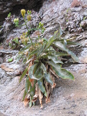 Musschia aurea