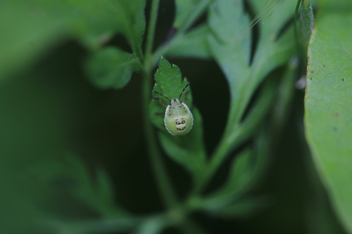 Green Shield Bug