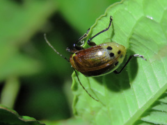 Gallerucida singularis