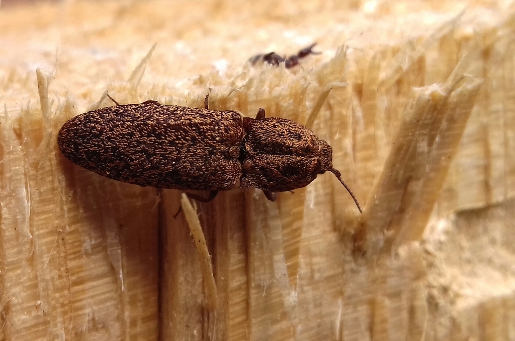 Lacon lepidopterus