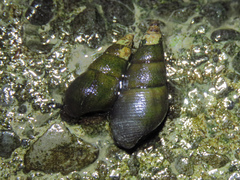 Semisulcospiridae