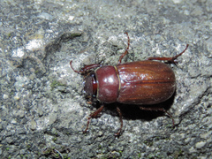 Hilyotrogus formosanus