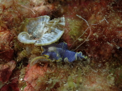Prostheceraeus moseleyi