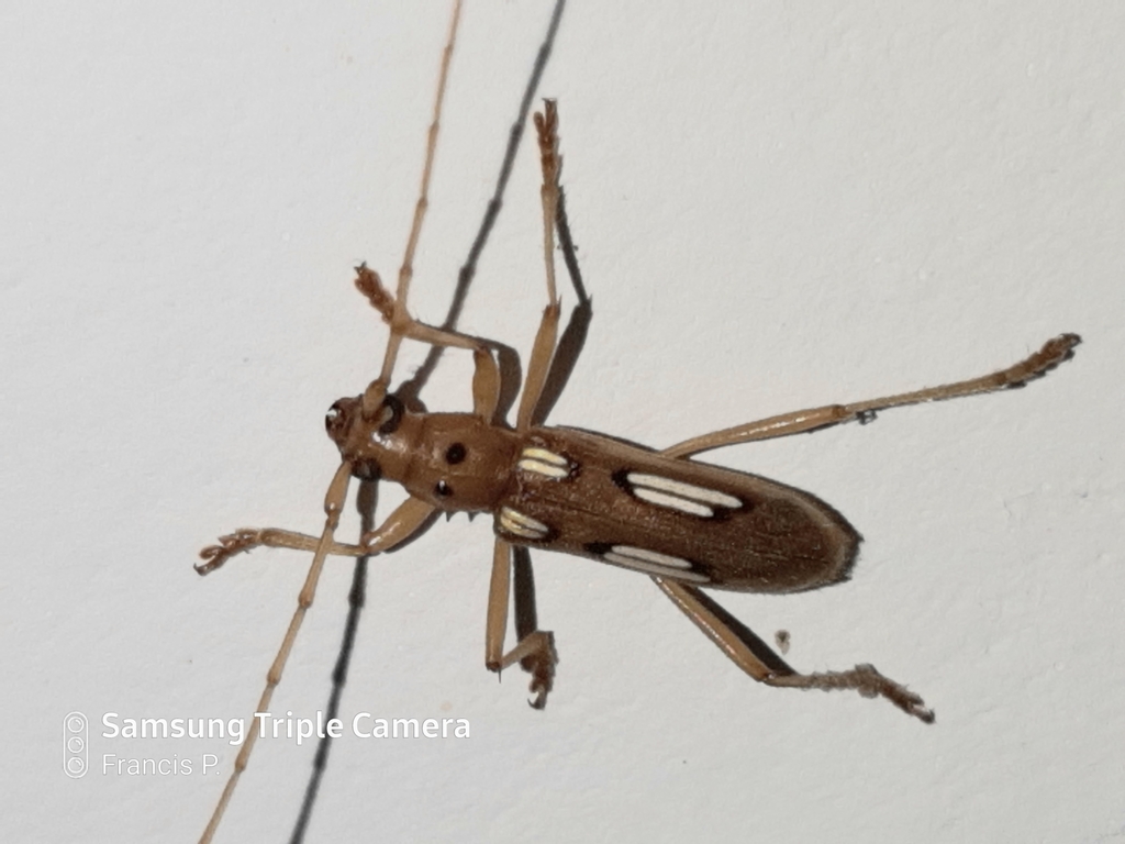 Coeleburia amabilis