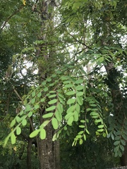 Adenanthera microsperma