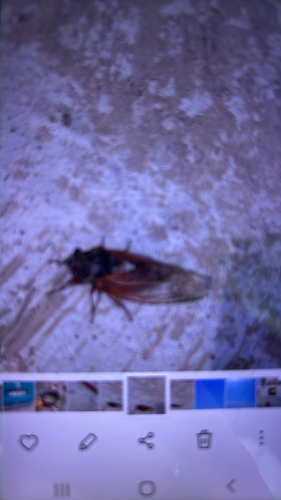 Red Cicada