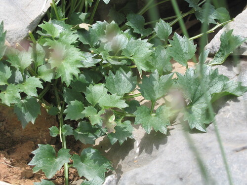 Petromarula pinnata, photograph 3