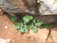 Petromarula pinnata, photograph (c) zebedeugalinha, some rights reserved (CC BY)
