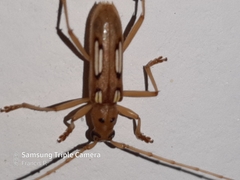 Eburia amabilis