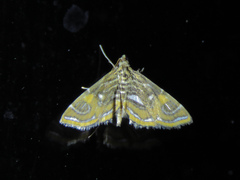 Paracymoriza cataclystalis