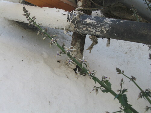 Petromarula pinnata