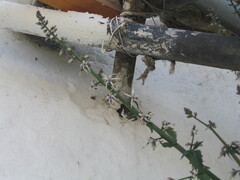 Petromarula pinnata