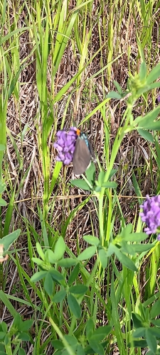 Virginia Ctenucha Moth