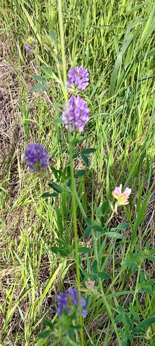 Alfalfa
