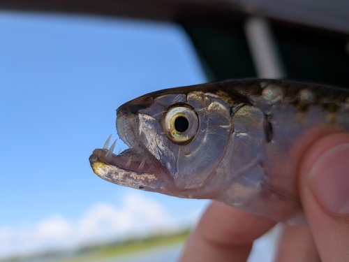 Fanged tetra (Agoniates halecinus) — Triportheidae — 2