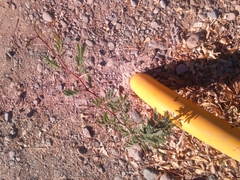 Vachellia farnesiana