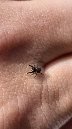 White-Palped Jumping Spider