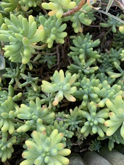 Sedum pachyphyllum