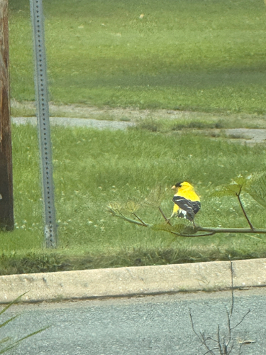 American Goldfinch