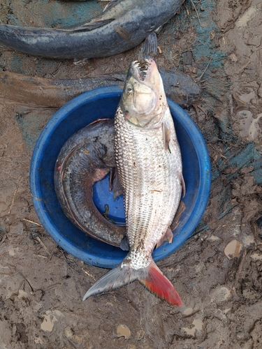 Tiger fish (Hydrocynus brevis) — Alestidae — 5