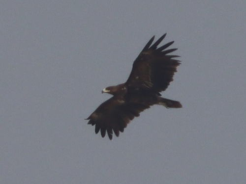 Greater Spotted Eagle