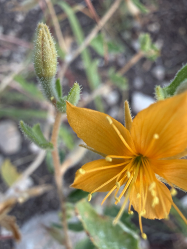 Mentzelia oligosperma, photograph 6