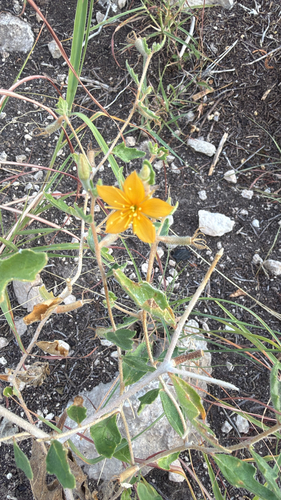 Mentzelia oligosperma, photograph 5
