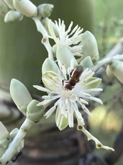Trigona chanchamayoensis