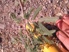 Vachellia farnesiana