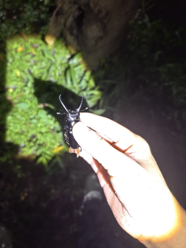 Prosopocoilus confucius