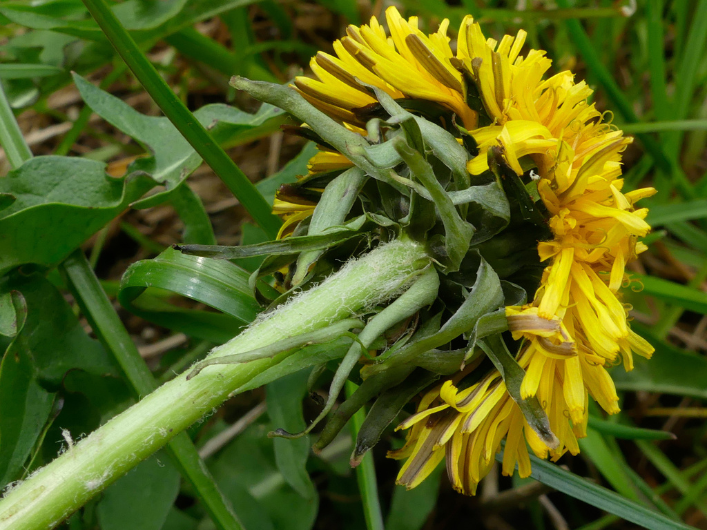 Taraxacum atrox